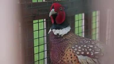 红色野鸡动物禽兽饲养视频的预览图